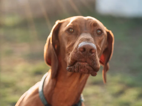 Cara Engraçada Cão Ponteiro Pôr Sol — Fotografia de Stock