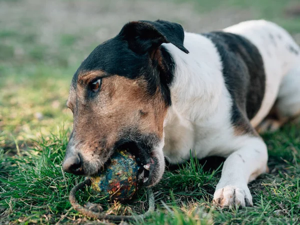 Anjing Terrier Bermain Dengan Bola — Stok Foto