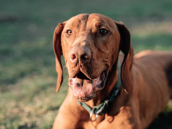 Chien Épuisé Reposant Sur Herbe — Photo