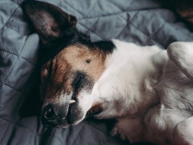 Uyuyan köpek. Yatakta sevimli bir köpek.. 