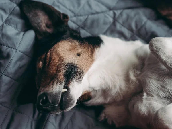 Σκυλί Χαριτωμένο Σκυλί Στο Κρεβάτι — Φωτογραφία Αρχείου