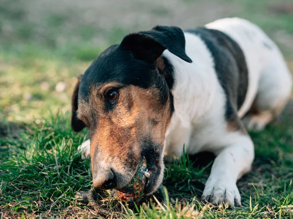 Terrier Giocoso Con Palla Gomma — Foto Stock