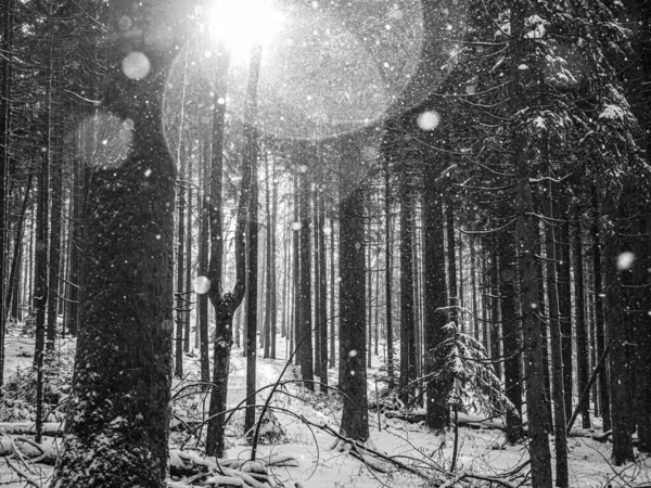 Χειμερινό Δάσος Τοπίο Χιόνι — Φωτογραφία Αρχείου