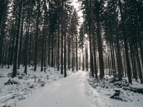 Paisagem Floresta Inverno Com Neve — Fotografia de Stock