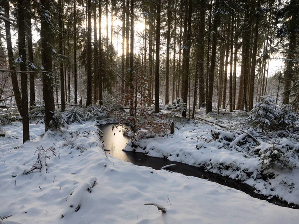 Zimowy Krajobraz Leśny Śniegiem — Zdjęcie stockowe