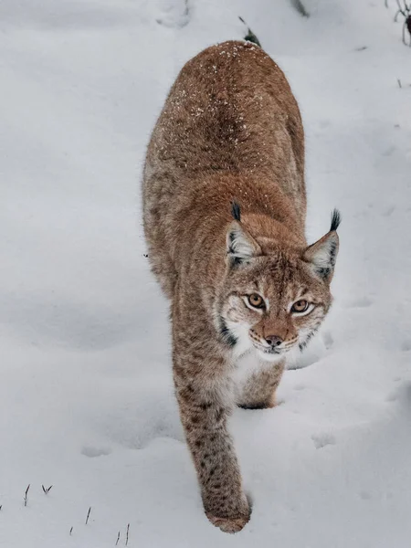 Μπόμπκατ Στη Φύση Lynx Στο Χειμερινό Δάσος — Φωτογραφία Αρχείου