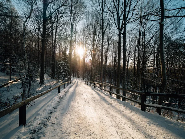 Vintervägen Skogen — Stockfoto