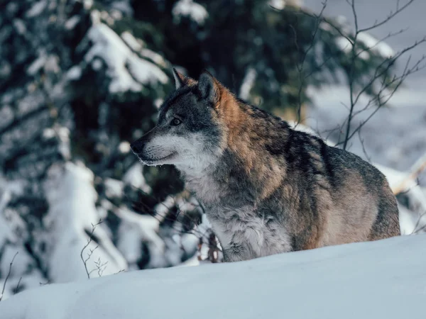 冬の森の狼 冬の野生動物 — ストック写真