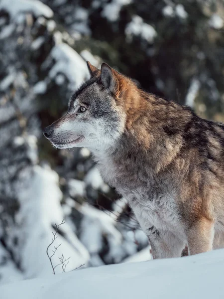 Serigala Hutan Musim Dingin Kehidupan Liar Musim Dingin — Stok Foto