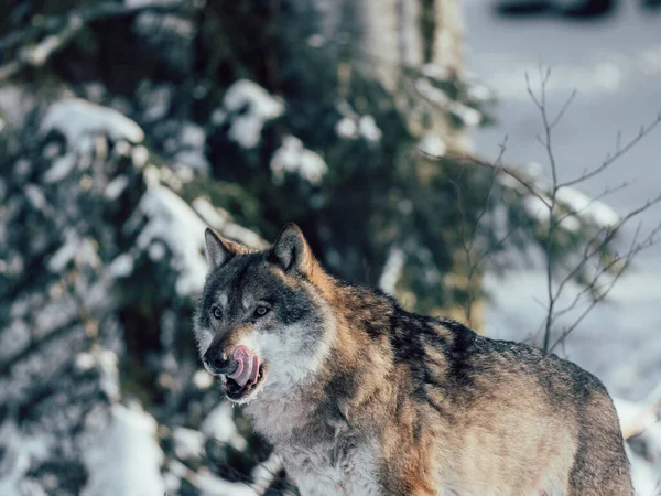 Wolf in winter forest. Wildlife at winter.