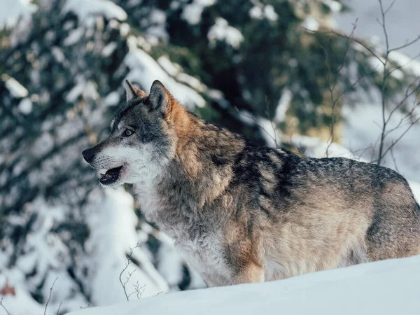 Vlk Zimním Lese Divoká Zvěř Zimě — Stock fotografie
