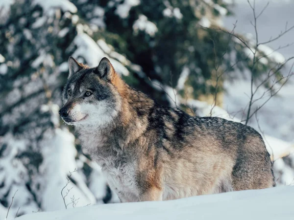 Lobo Floresta Inverno Vida Selvagem Inverno — Fotografia de Stock