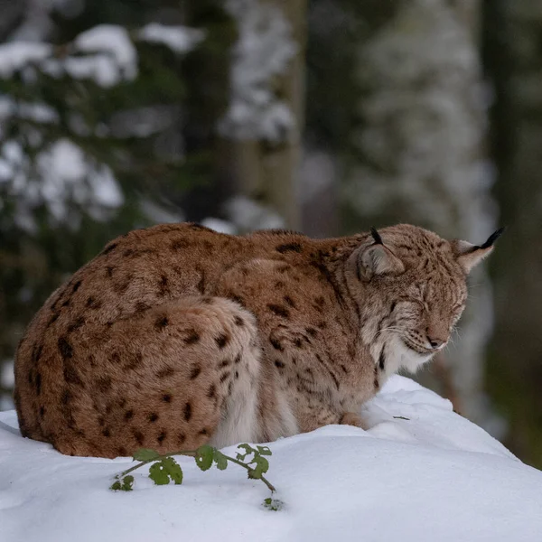 Bobcat Det Vilda Lynx Vintern Skog — Stockfoto