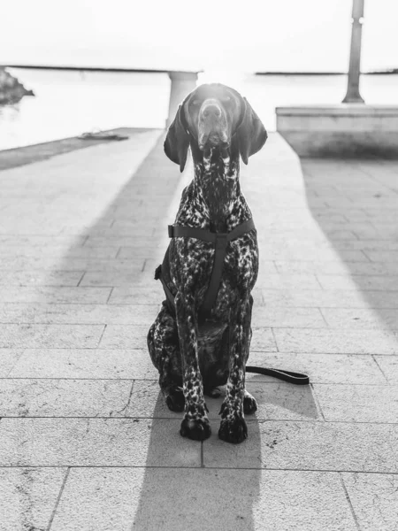 Послушная Собака Сидящая Закате — стоковое фото