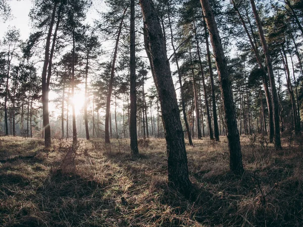 Wide angle landscape with sun rays in beautiful forest