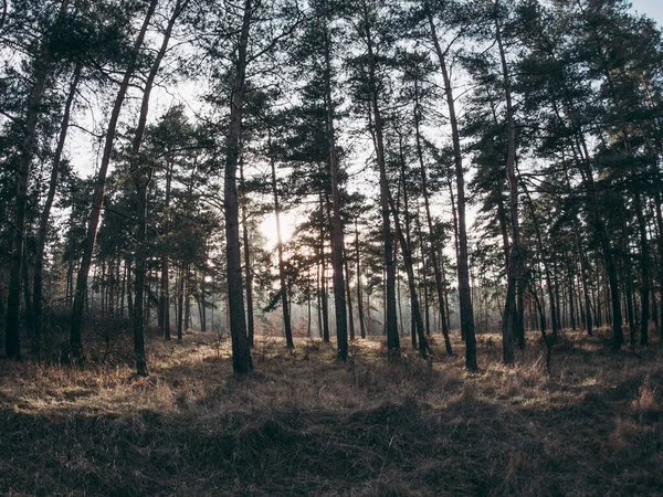 Orman Manzarası Nanılmaz Doğa Konsepti — Stok fotoğraf