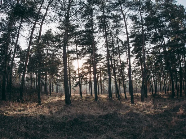 Skogslandskap Fantastiskt Naturkoncept — Stockfoto