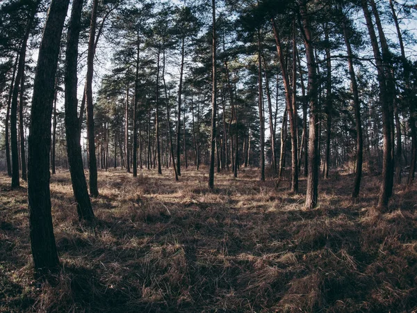 森の風景 素晴らしい自然コンセプト — ストック写真