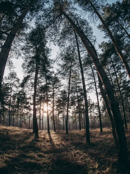 Bred Vinkel Landskab Med Solstråler Smuk Skov - Stock-foto