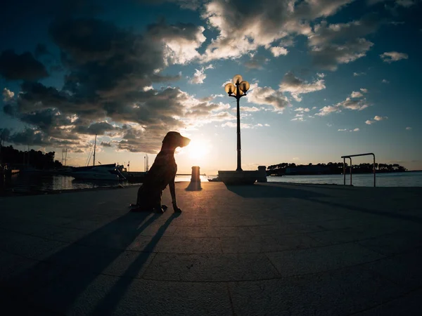 Silhouette Pour Chien Coucher Soleil — Photo