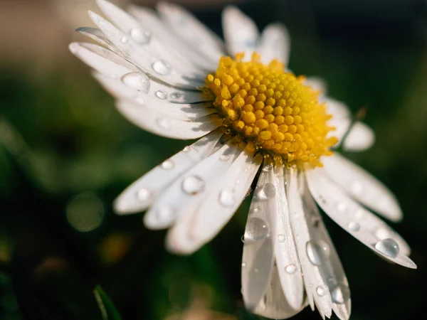 花の花弁に雨滴 — ストック写真