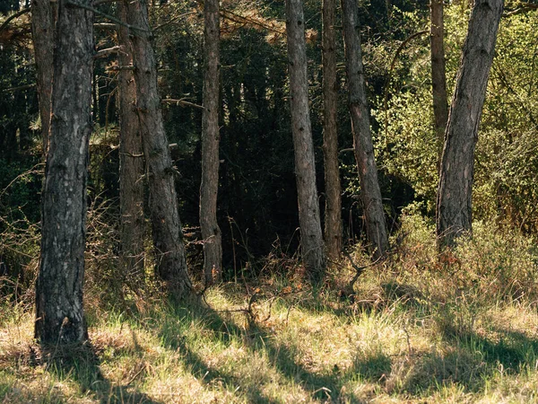 Pfad Wald — Stockfoto