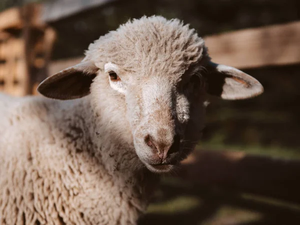 Portrait Mouton Agriculture Biologique Campagne — Photo