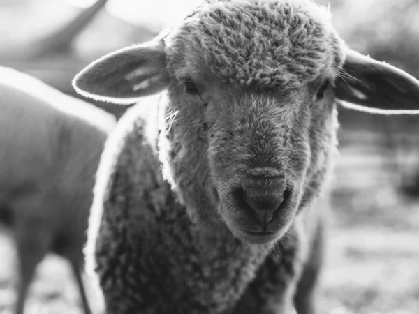 Schapenportret Biologische Landbouw Het Platteland — Stockfoto