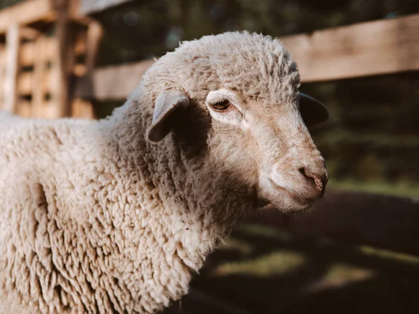 Portrait Mouton Agriculture Biologique Campagne — Photo