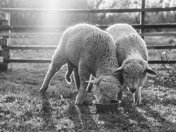 Pâturage Moutons Battent Pour Nourriture — Photo