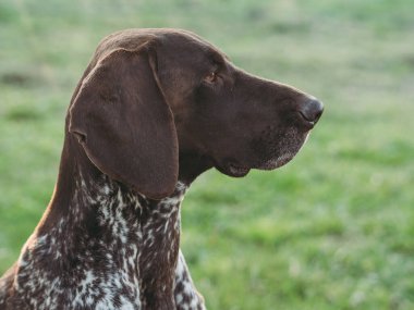 Alman kısa mesafe işaretçi avı