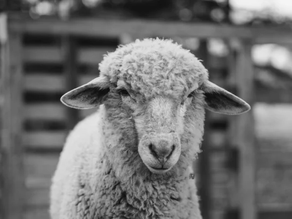 Ovce Farmě Černobílý Zvířecí Portrét — Stock fotografie