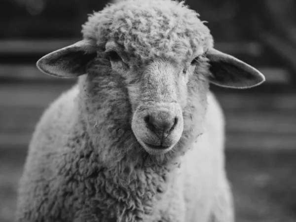 Schapen Boerderij Zwart Wit Dierenportret — Stockfoto