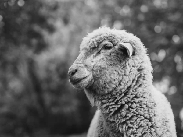 Sheep Farm Black White Animal Portrait — Stock Photo, Image