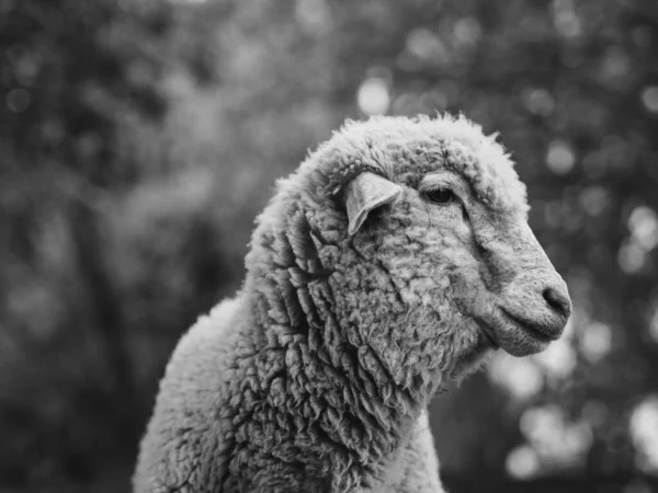 Ovelhas Quinta Retrato Animal Preto Branco — Fotografia de Stock