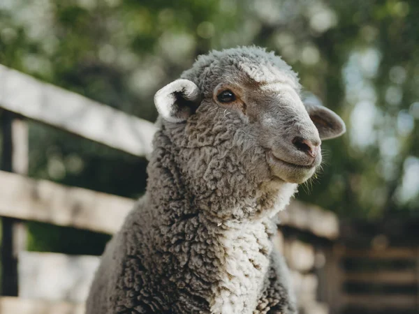 Moutons Heureux Ferme — Photo