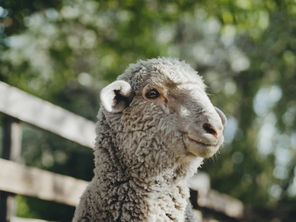 Moutons Heureux Ferme — Photo