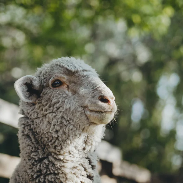 Moutons Heureux Ferme — Photo