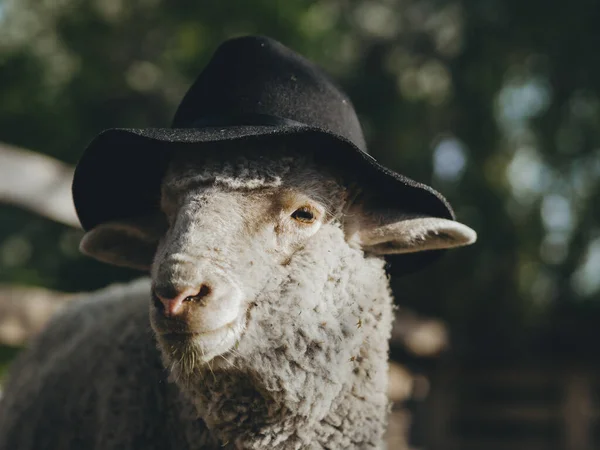 Des Moutons Portant Chapeau Noir Happy Animal Ferme — Photo