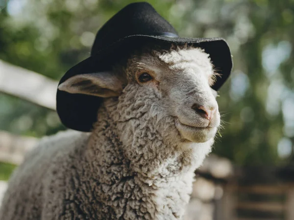 Ovelhas Com Chapéu Preto Feliz Animal Fazenda — Fotografia de Stock