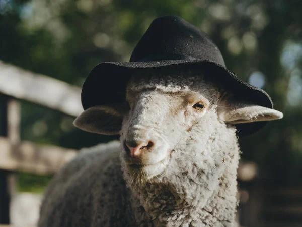 Ovelhas Com Chapéu Preto Feliz Animal Fazenda — Fotografia de Stock