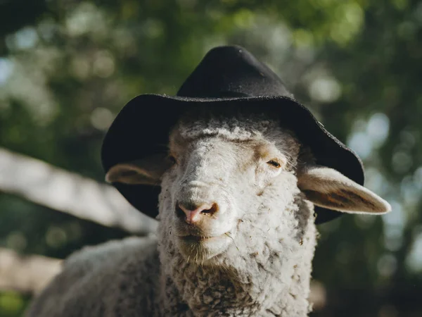 Ovelhas Com Chapéu Preto Feliz Animal Fazenda — Fotografia de Stock