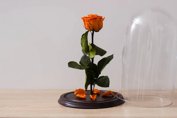Az üvegbura alá gyönyörű Rózsa — Stock Fotó