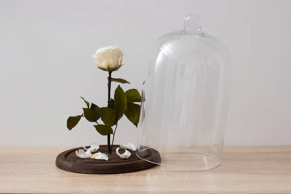 Az üvegbura alá gyönyörű Rózsa — Stock Fotó