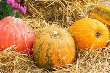 saman arka planında kabak