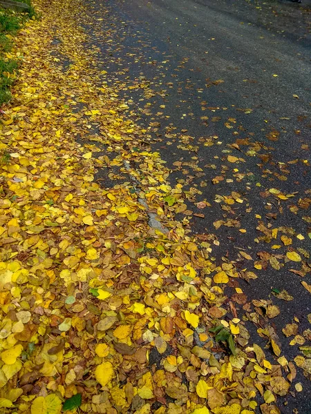 Düşmüş kurutulmuş kahverengi yolda dağınık bırakır