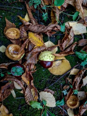 Olgun kestane sonbahar, açık ateş, üstten görünüm