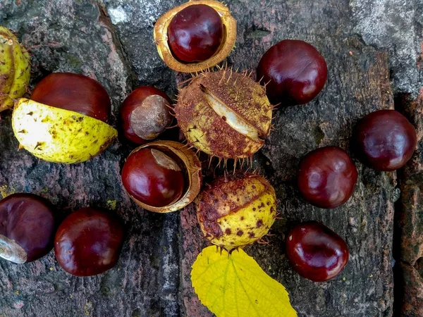 Ripe chestnuts in autumn, outdoor shoot, top view — Stock Photo, Image