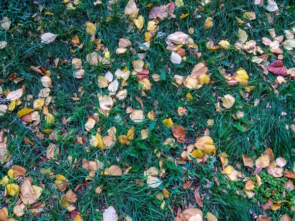 Vue de dessus sur herbe verte avec feuilles jaunes d'automne . — Photo