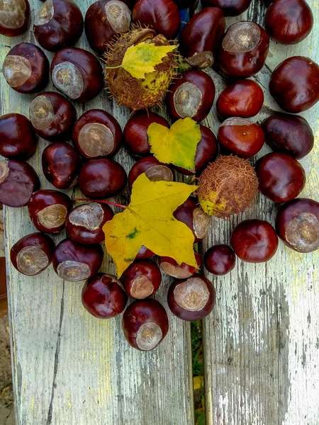 Reife Kastanien im Herbst, Austrieb im Freien, Draufsicht — Stockfoto